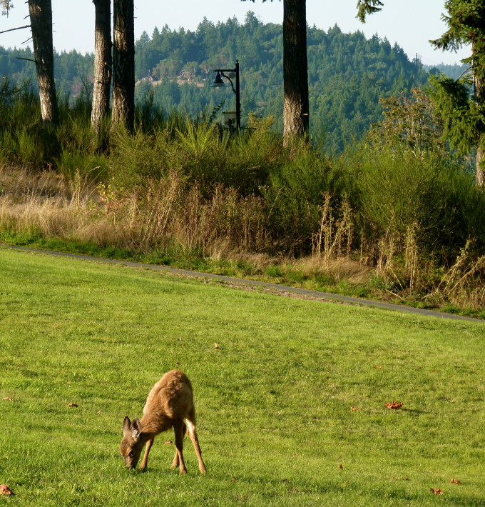 deer on mountain course