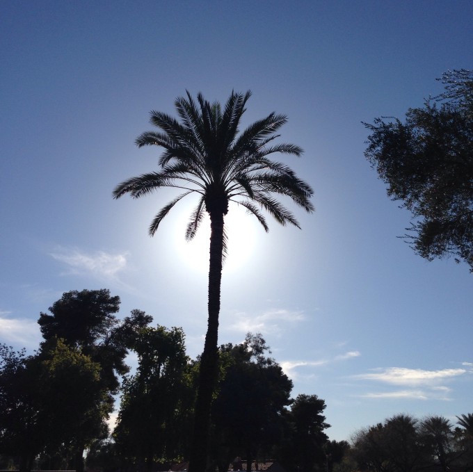 Palm Trees in Scottsdale Arizona